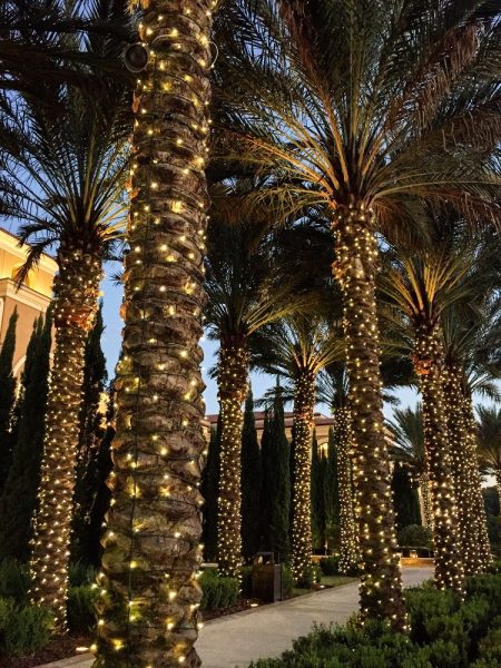 lit up palm trees (1)
